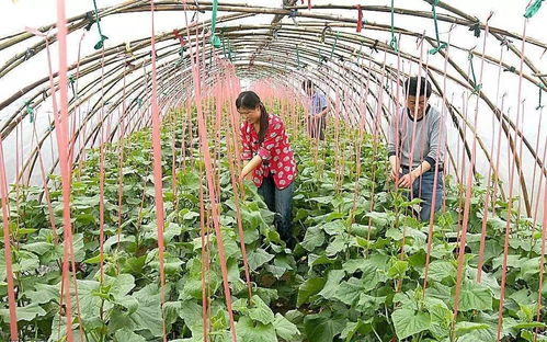 無公害農(nóng)產(chǎn)品認證制度改革過渡期有關(guān)問題說明