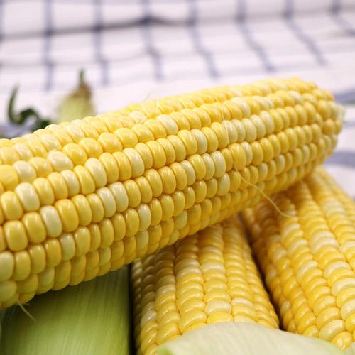 有贊拼團〕云南新鮮水果甜玉米棒蔬菜農(nóng)家自種即食生吃非轉(zhuǎn)基因苞谷