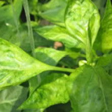  澧縣洪發(fā)調味食品廠 主營 辣椒 豆瓣 小麥等 醬