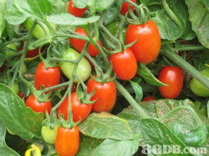 良記農場提供蔬菜批發(fā),有機蔬菜,有機蔬果等產品