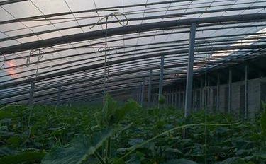 陽臺(tái)上可以種什么菜