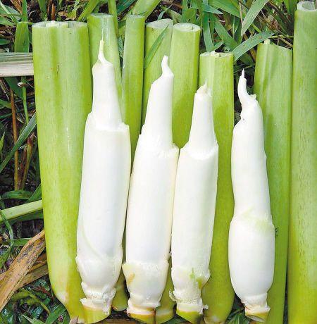 長(zhǎng)在水里的一種&ldquo;蔬菜&rdquo;,農(nóng)村人吃不完,運(yùn)到城里賣16元一斤