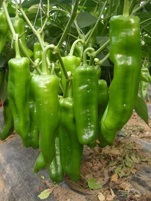 【蔬菜種子辣椒 超大泡椒種子種子 【國農601】】價格_廠家 - 中國供應商