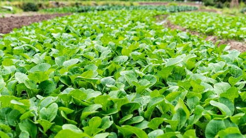 蔬菜價格10月暴漲, 菜比二師兄的肉還貴 是怎么回事