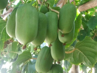 農之寶農寶商城信息屬于農之寶平臺(www.nzb555.com)包含蔬菜,水果,禽畜肉蛋,糧油米面,農資農機,種子種苗,水產,農副加工等產品類目,為廣大商家企業提供更便捷的交易方式。