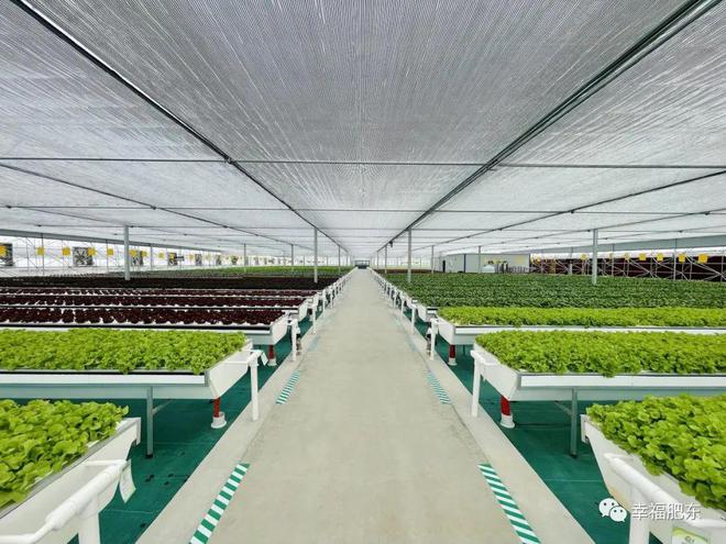 全省首批！肥東縣農(nóng)產(chǎn)品果蔬種植與農(nóng)副產(chǎn)品收購雙豐收