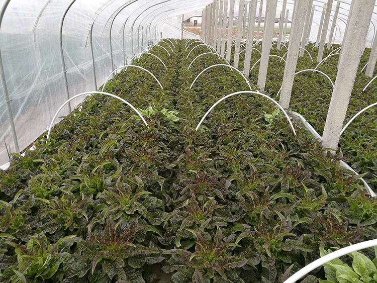 優(yōu)質(zhì)萵筍 新鮮上市——綠色農(nóng)產(chǎn)品的市場(chǎng)機(jī)遇與價(jià)值