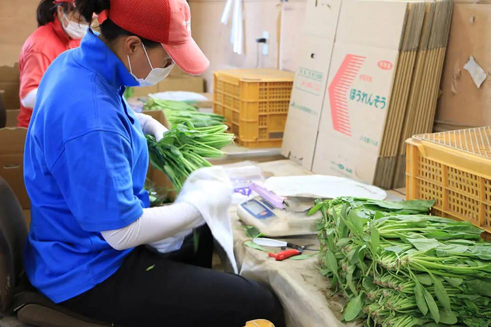 從田間到餐桌 真實(shí)的農(nóng)業(yè)種菜、加工與農(nóng)副產(chǎn)品收購(gòu)全貌